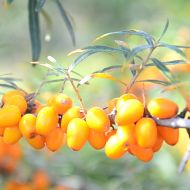 Саджанець Обліпиха Лейкора (жіноча)